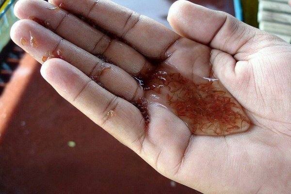 آذربایجان غربی قطب شیلات و آبزیان کشور؛۲۱ هزارتن آبزی تولید می شود