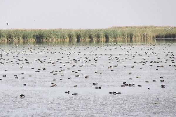 سلیمان پور: مرحله دوم آبگیری تالاب کانی‌ برازان آغاز شد