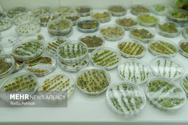 انجام سالانه ۶۰ طرح کاربردی در حوزه کشاورزی ایلام