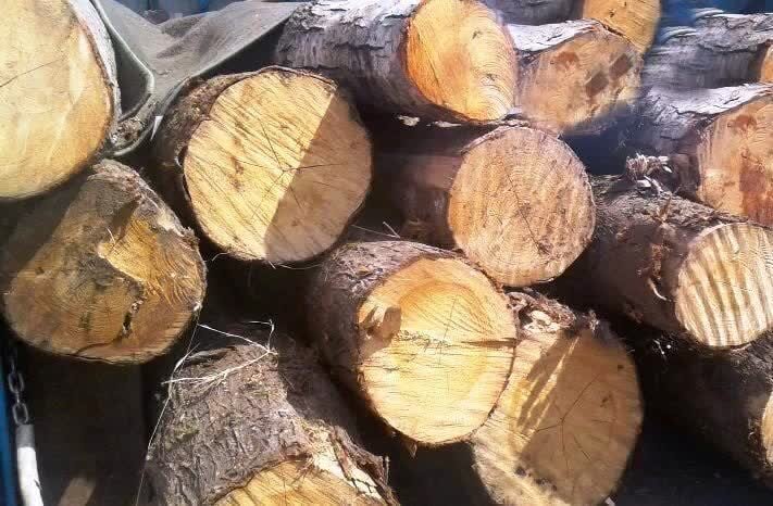۲ تن چوب طاق جنگلی قاچاق در برخوار کشف شد