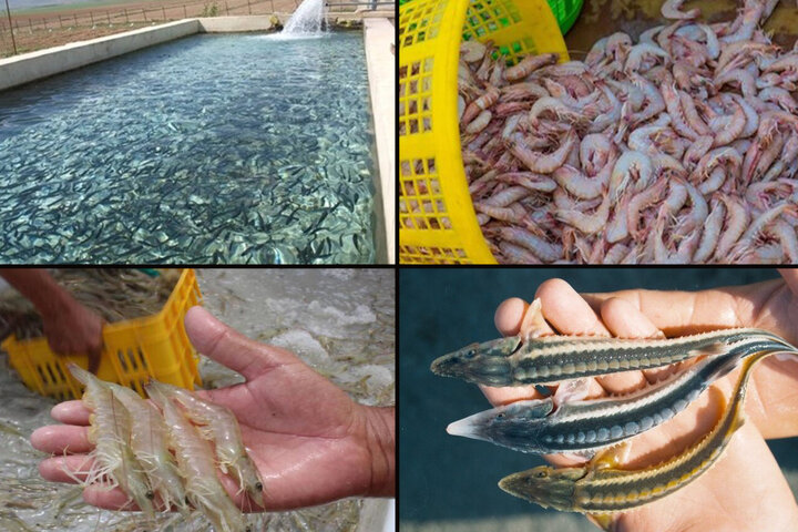 گلستان؛ از صید سنتی تا قطب آبزی‌پروری