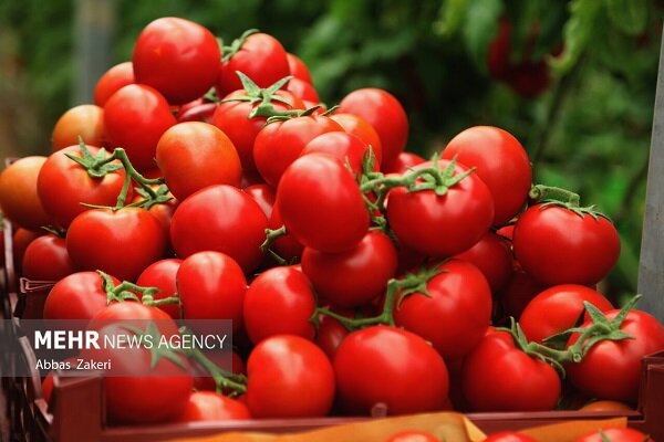 استاندار بوشهر: مشکلات صادرات گوجه فرنگی حل شود