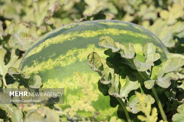 آغاز برداشت هندوانه خارج از فصل از زمین‌های کشاورزی منطقه تازیان