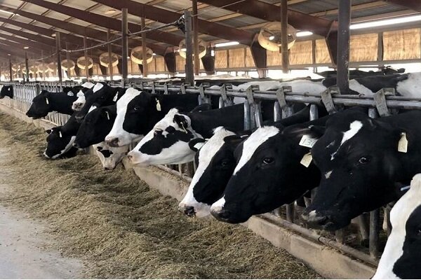 پرونده مسموم سازی دام‌ها در بابل روی میز دستگاه قضایی قرار گرفت