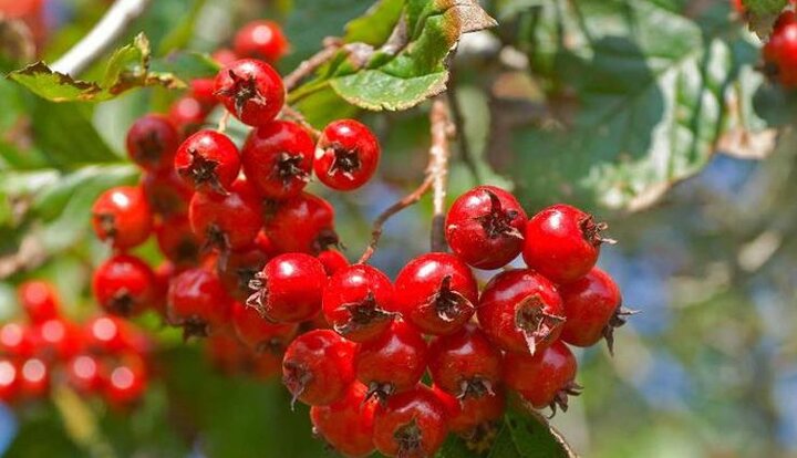 میوهای برای سلامت قلب و آرامش روان