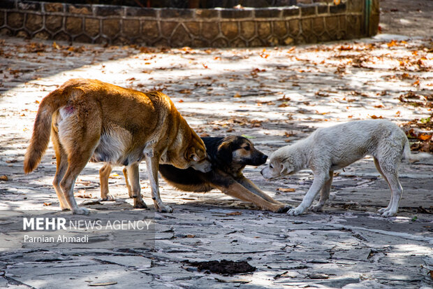 سگ‌های بلاصاحب در چالوس فوری ساماندهی شود
