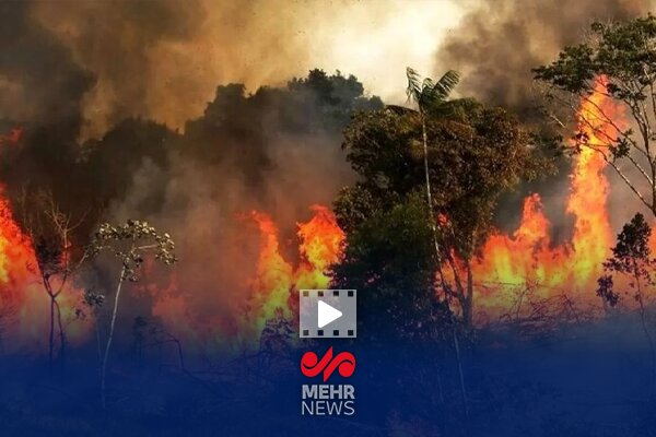 برگزاری دوره‌های تخصصی برای جلوگیری از آتش سوزی جنگل‌ها