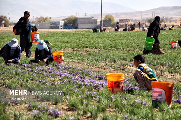 امام جمعه زهک: توسعه سیستان نیازمند مشارکت فکری مردم بومی است