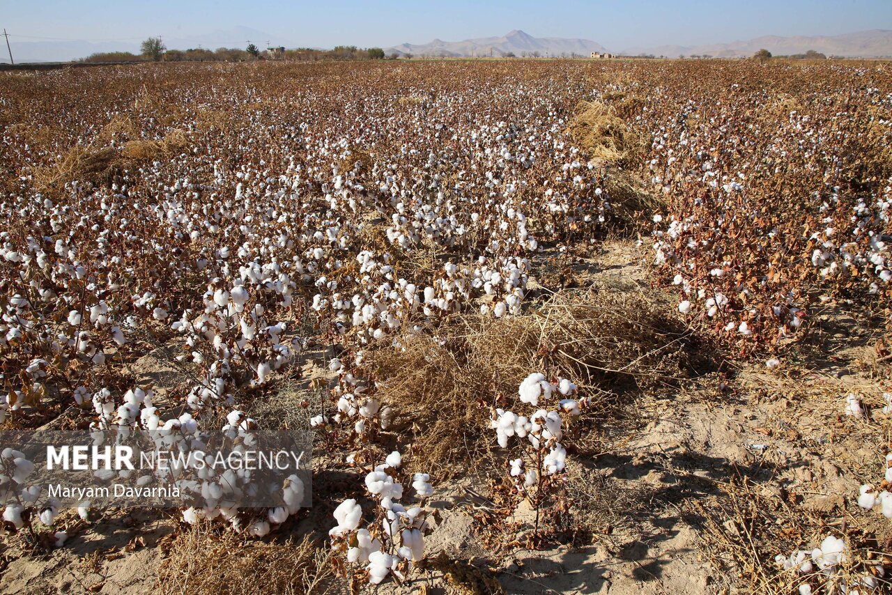 فروپاشی خاموشِ سفید طلایی؛ چرا پنبهکاری در خراسان رضوی صرفه ندارد؟