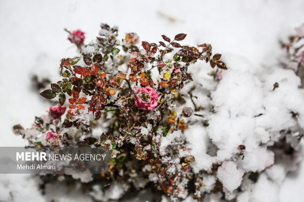 بارش برف در زنجان