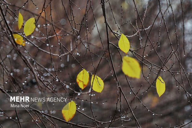 تبریز بارانی شد