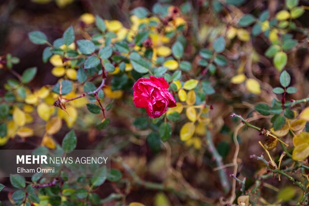 سنندج در آغوش باران؛ پاییزی پر از رنگ و طراوت