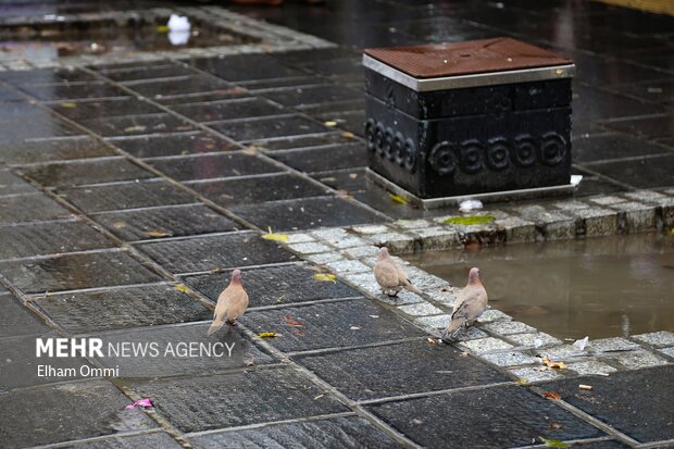 سنندج در آغوش باران؛ پاییزی پر از رنگ و طراوت