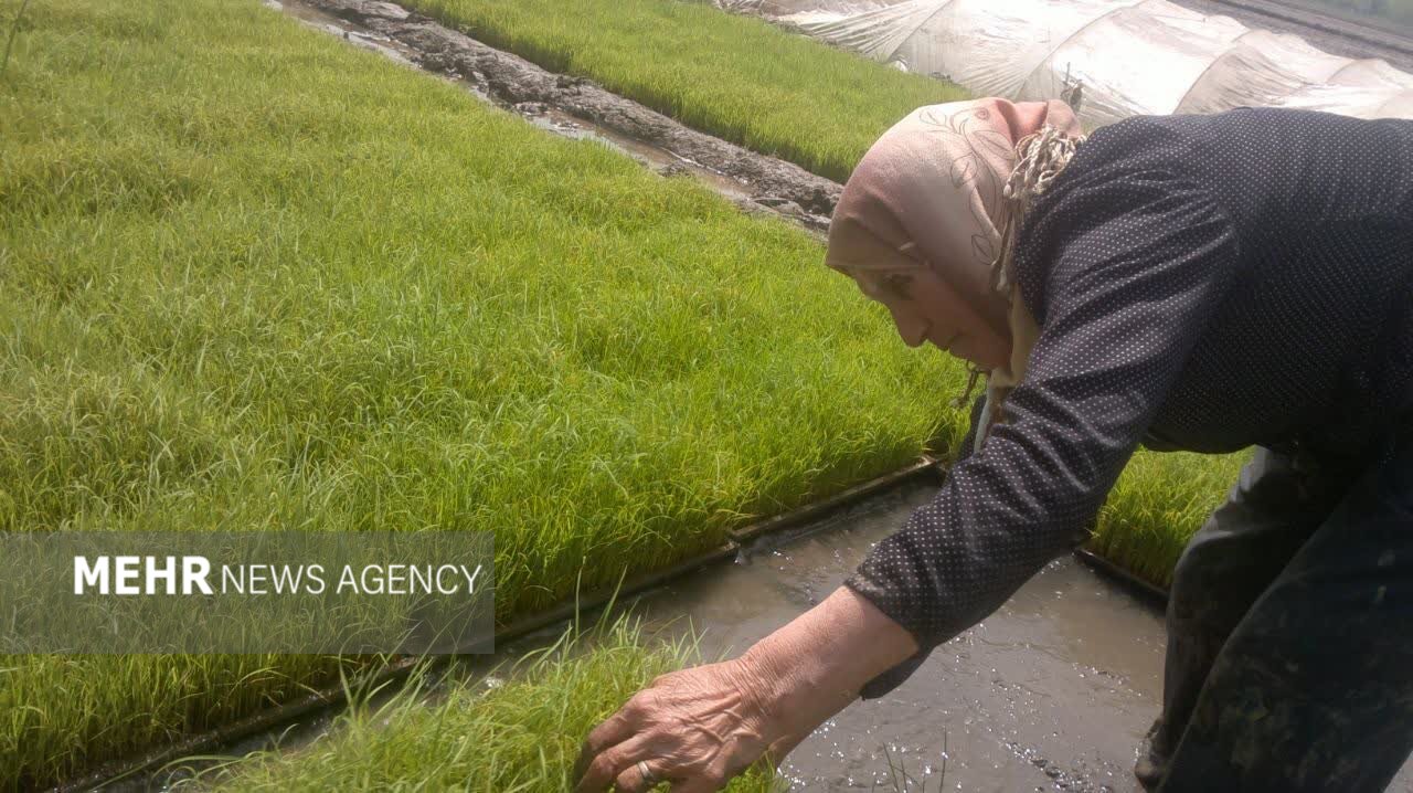 او یک مادر است؛ روایتی از زن گیلانی که قامتش زیر بار زندگی خم نشد