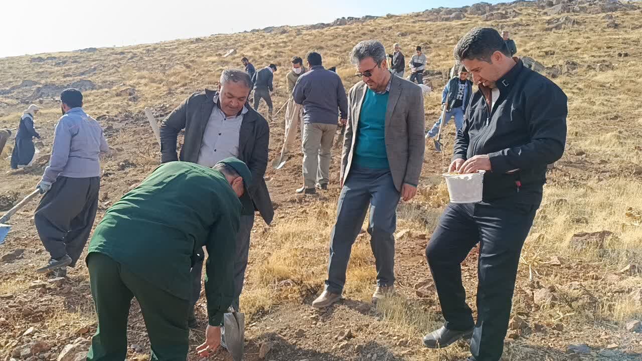 کپهکاری در مراتع دهگلان آغاز شد،اجرای طرح در سراسر کردستان