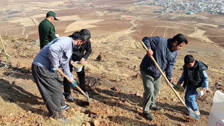 کپه‌کاری در مراتع دهگلان آغاز شد،اجرای طرح در سراسر کردستان