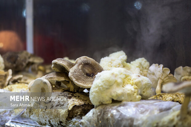 نمایشگاه هفته پژوهش و فناوری