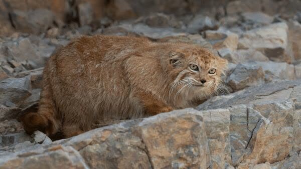 گربه پالاس در کوهستان شیرکوه مشاهده شد