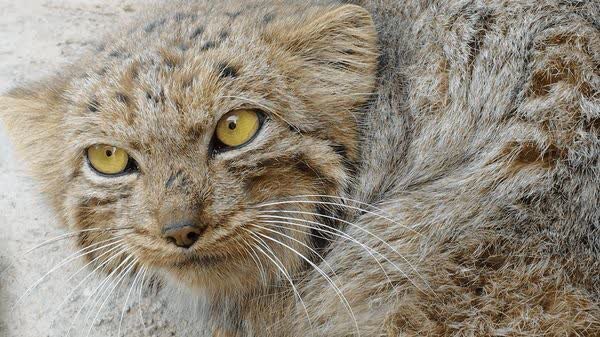 گربه پالاس در کوهستان شیرکوه مشاهده شد