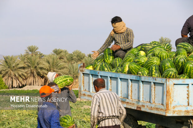 برداشت هندوانه شب یلدا در هشتبندی