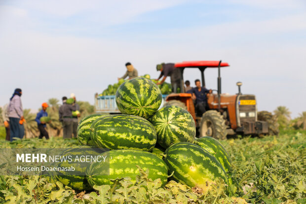 برداشت هندوانه شب یلدا در هشتبندی