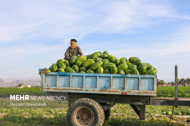 برداشت هندوانه شب یلدا در هشتبندی