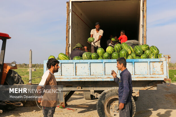 برداشت هندوانه شب یلدا در هشتبندی