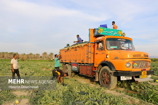 برداشت هندوانه شب یلدا در هشتبندی