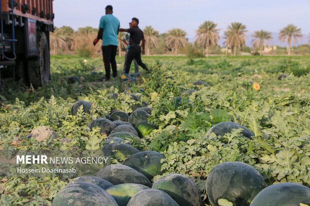 برداشت هندوانه شب یلدا در هشتبندی