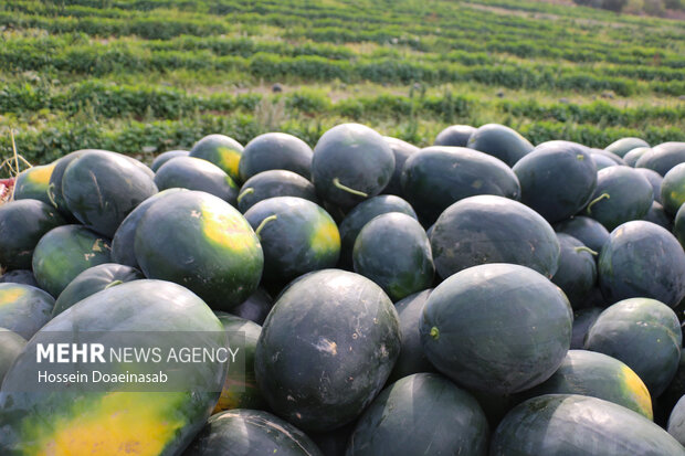 برداشت هندوانه شب یلدا در هشتبندی