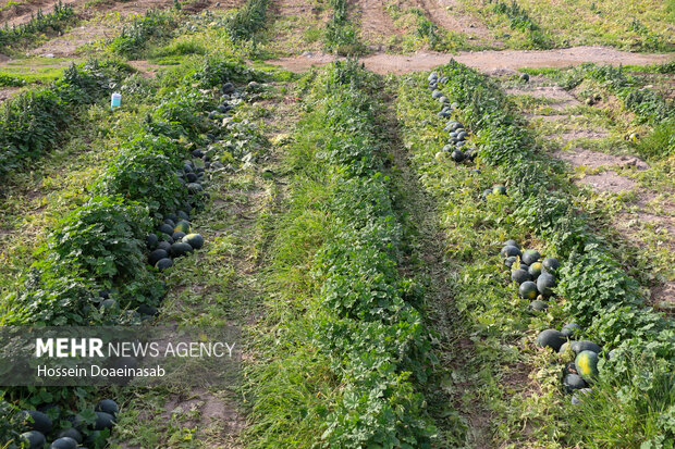 برداشت هندوانه شب یلدا در هشتبندی