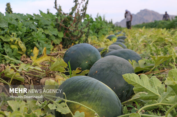 برداشت هندوانه شب یلدا از مزارع شهرستان رودان آغاز شد