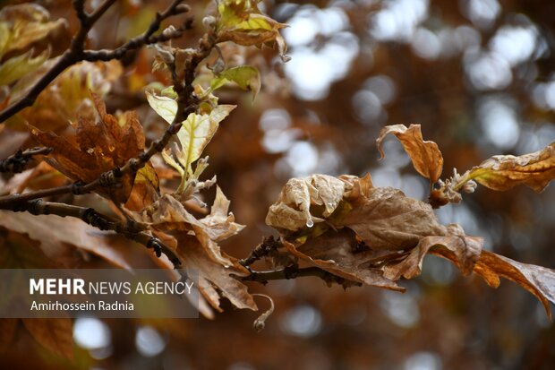 اولین بارش پاییزی باران در بیرجند