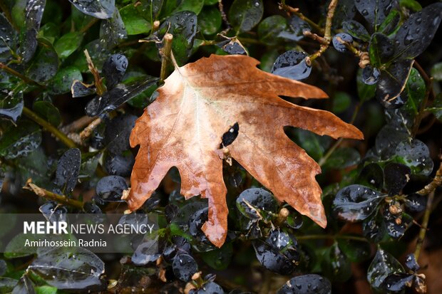 اولین بارش پاییزی باران در بیرجند