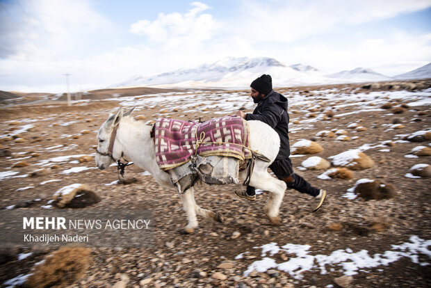 یکی از چوپانان روستای حسن رباط اصفهان