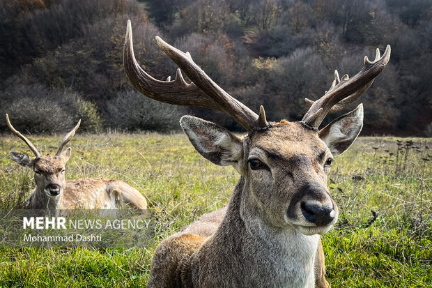 پاییز در جنگل فندقلو نمین
