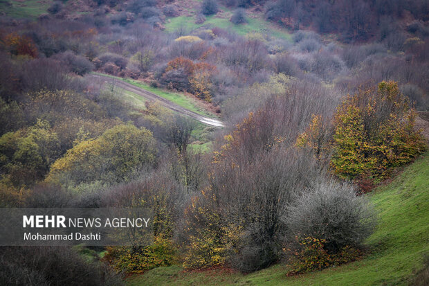 پاییز در جنگل فندقلو نمین