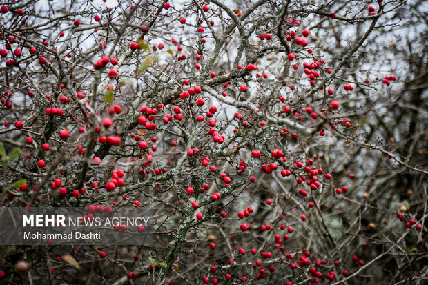 پاییز در جنگل فندقلو نمین