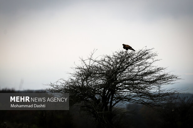 پاییز در جنگل فندقلو نمین