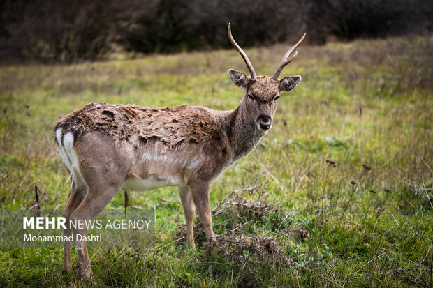 پاییز در جنگل فندقلو نمین