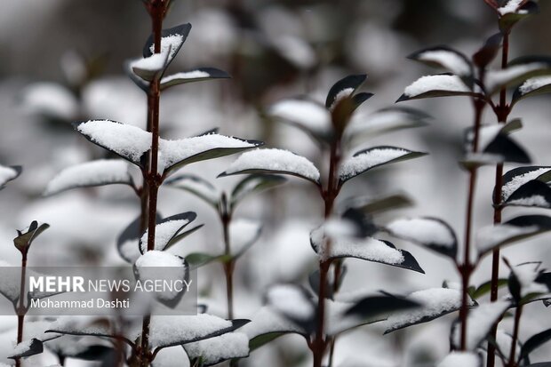 بارش اولین برف پاییزی در اردبیل