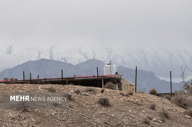 تداوم بارش برف در قله تشگر هرمزگان؛ سفیدپوشی ارتفاعات پایین‌دست