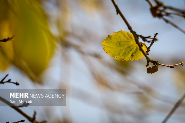 پاییز شاندیز