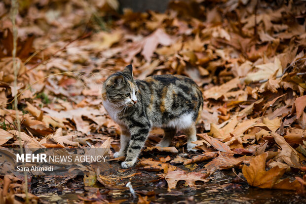 پاییز شاندیز