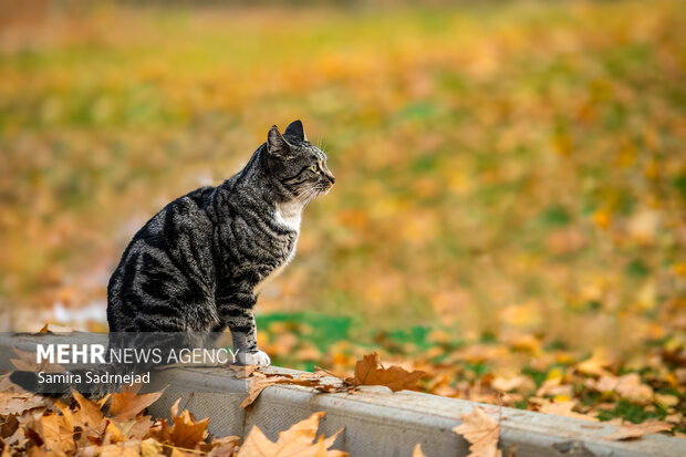 آخرین روزهای پاییز تهران