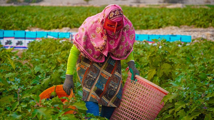 کاهش دما و خطر سرمازدگی برای مزارع و دام‌ها در هرمزگان