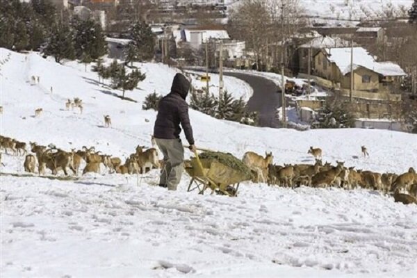 هشدار درباره نزدیک شدن حیات‌وحش به مناطق مسکونی با سرد شدن هوا