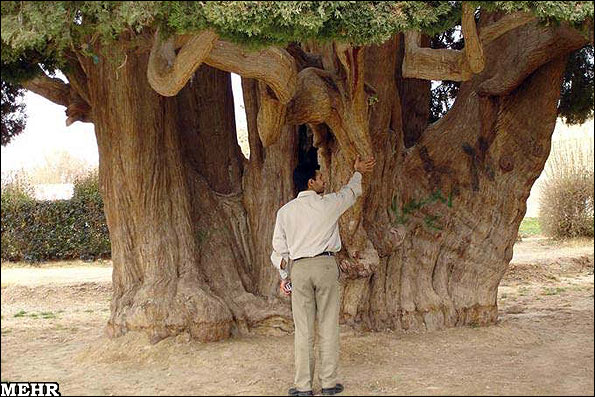 درختان دیرزیست ایران در رویای جهانی شدن؛ سرو ابرکوه الگوی نجات درختان